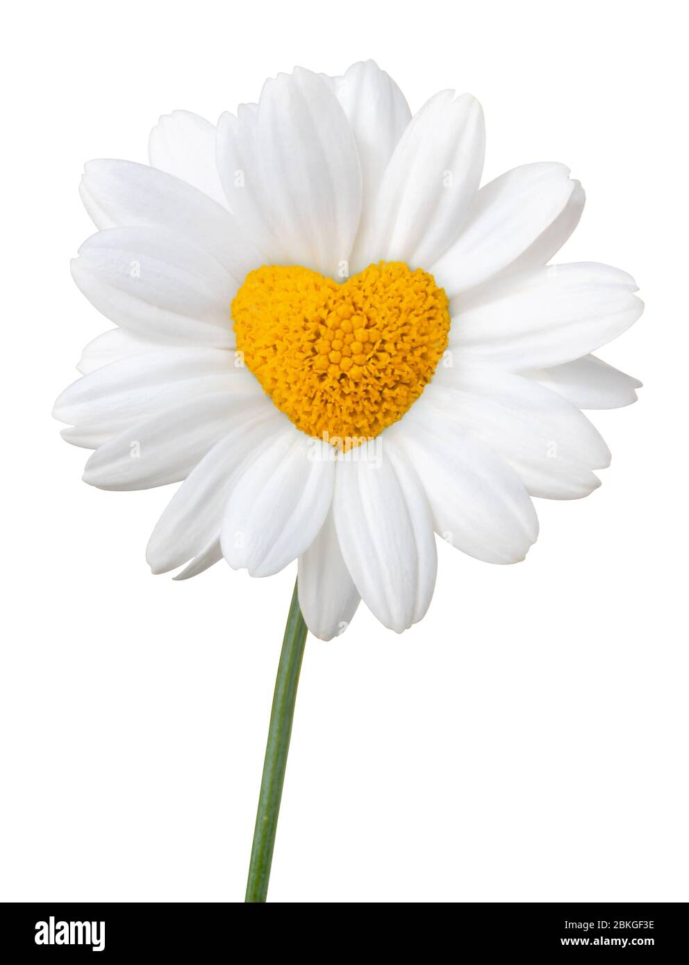 Schöne weiße Gänseblümchen (Marguerite), Stechpistel in Form eines Herzens, isoliert auf weißem Hintergrund inklusive Clipping-Pfad. Deutschland Stockfoto