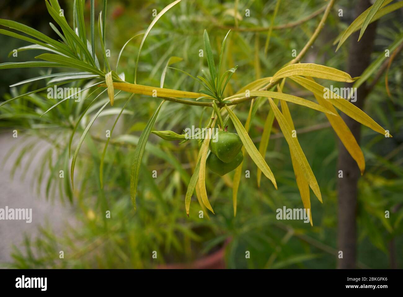 Cascabela thevetia Zweig mit Früchten Stockfoto