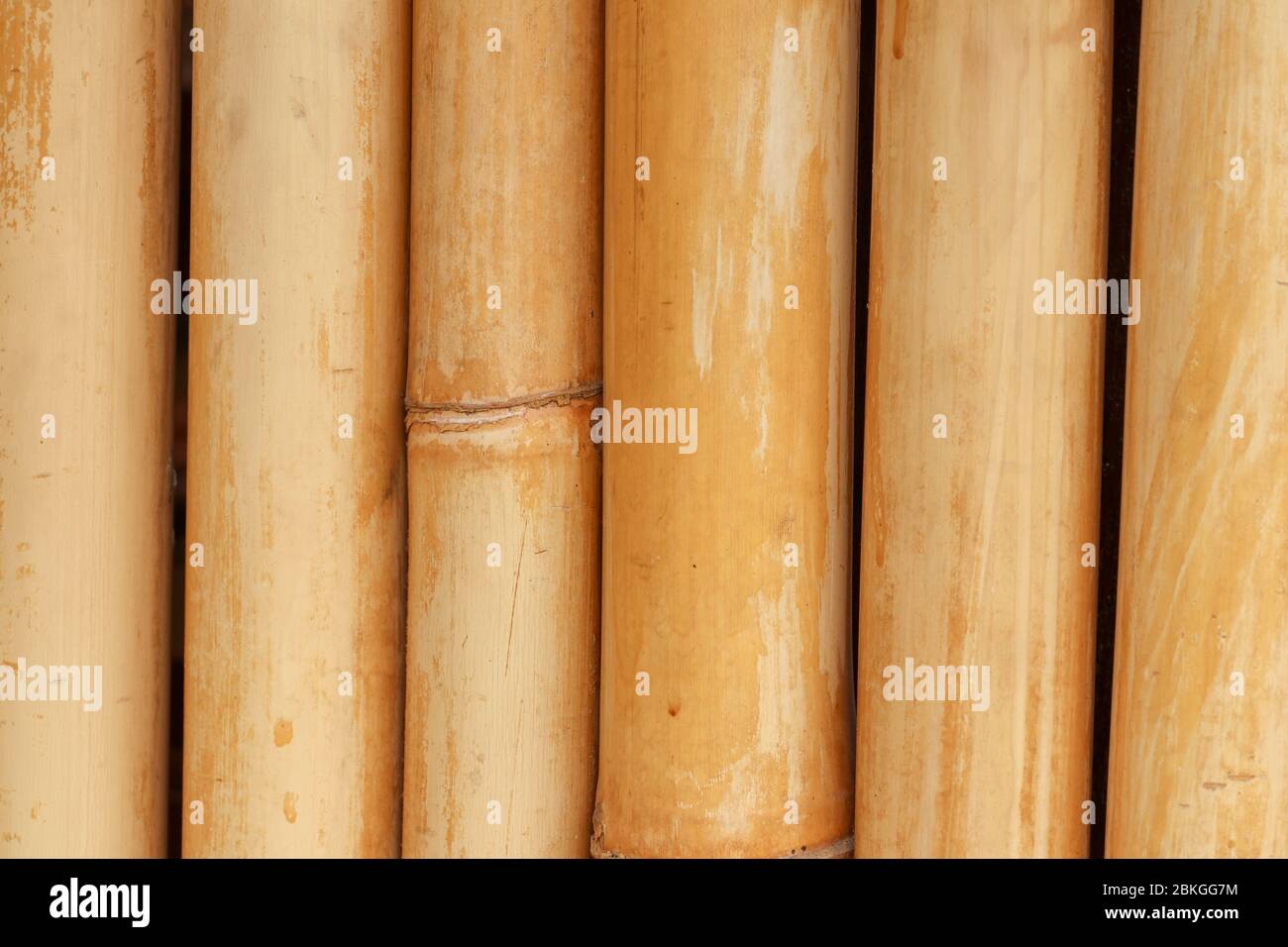 Gelber Bambus Zaun Hintergrund. Bambus Textur mit natürlichen Mustern