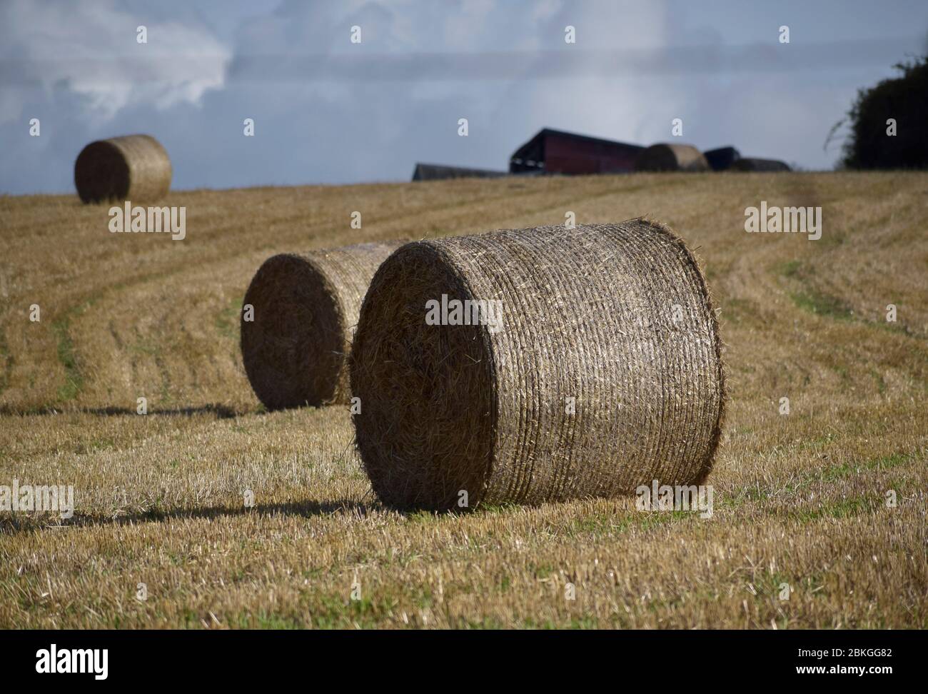 Strohballen in einem Feld in der Nähe von Wadebridge, Cornwall Stockfoto