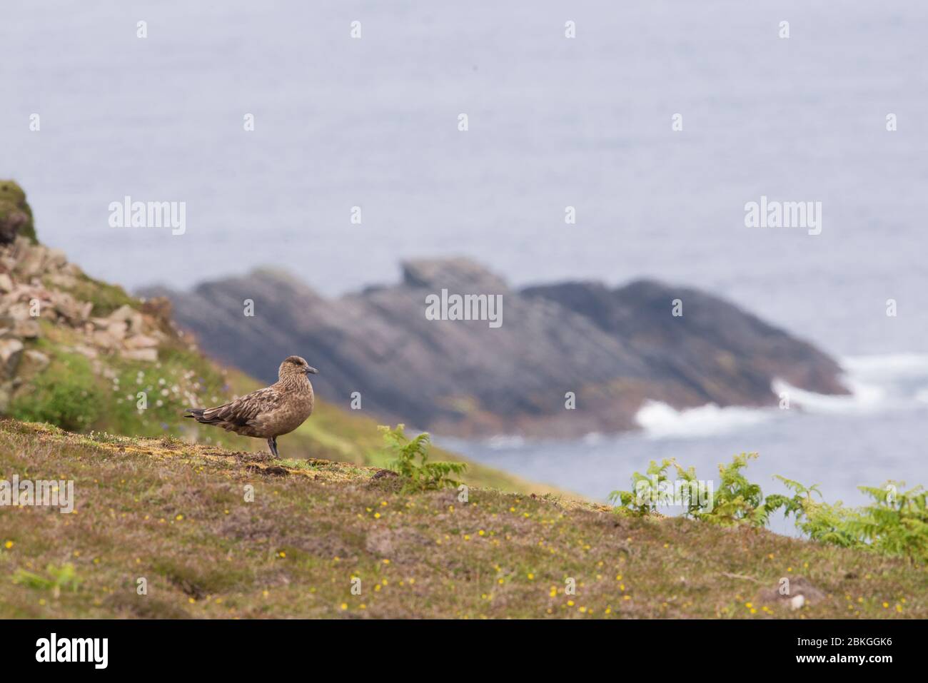 Tolles Skua, Shetland, Großbritannien Stockfoto