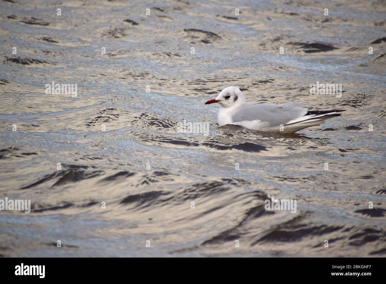 Schwarzkopfmöwe, die entlang des Flusses Gannel in Newquay, Cornwall, Großbritannien, schwabelt Stockfoto