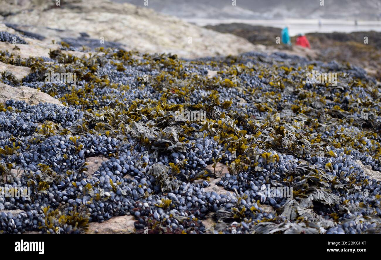 Muscheln und Algen auf Felsen in der Nähe von Polzeath, Cornwall, Großbritannien Stockfoto