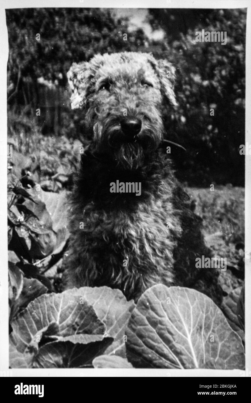 Airedale Terrier, alte schwarz-weiße Fotografie Stockfoto