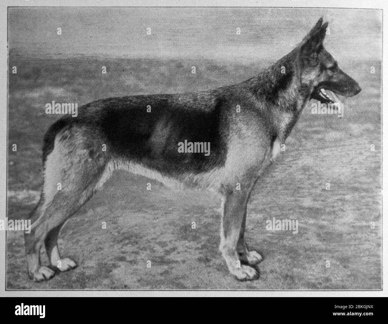 Amsel vom Haus Schütting - Deutscher Schäferhund, alte historische Schwarz-Weiß-Fotografie Stockfoto