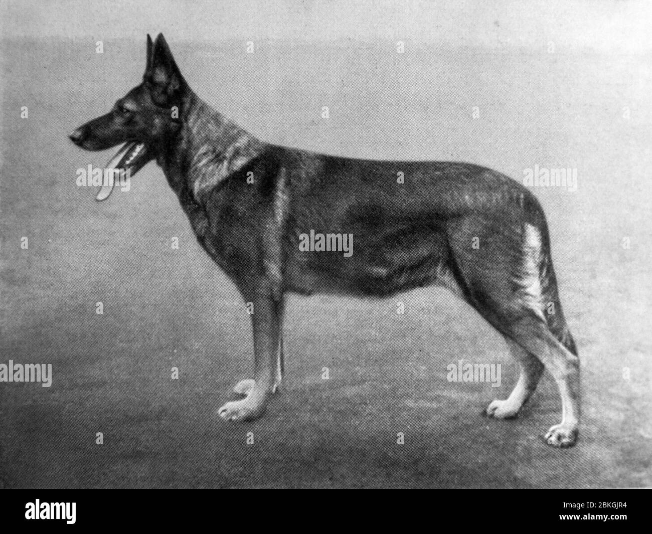 Buch vom Haus Schütting - Deutscher Schäferhund, alte historische Schwarz-Weiß-Fotografie Stockfoto