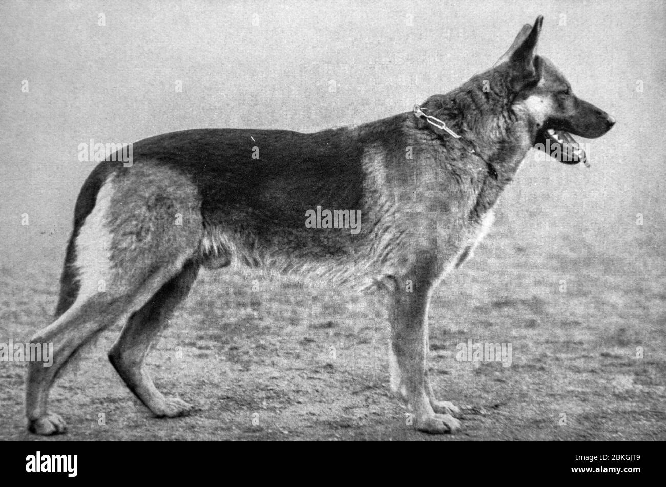UTZ vom Haus Schütting - Deutscher Schäferhund, alte historische Schwarz-Weiß-Fotografie Stockfoto