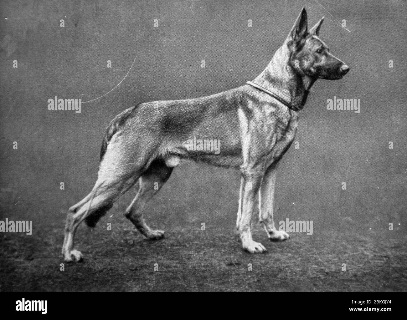Jungtell von der Kriminalpolizei - Deutscher Schäferhund, alte historische schwarz-weiße Fotografie Stockfoto