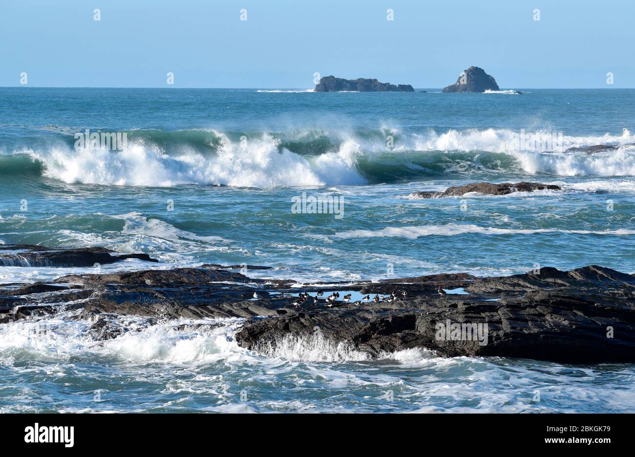 Austernfischer auf Felsen - Cornwall, Großbritannien Stockfoto