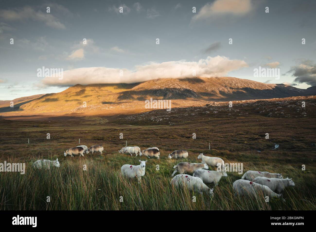 Corbett Bergkette in Sonnenuntergang Wolken und Herde weidenden Schafen im Herbst - North West Highlands of Scotland Stockfoto