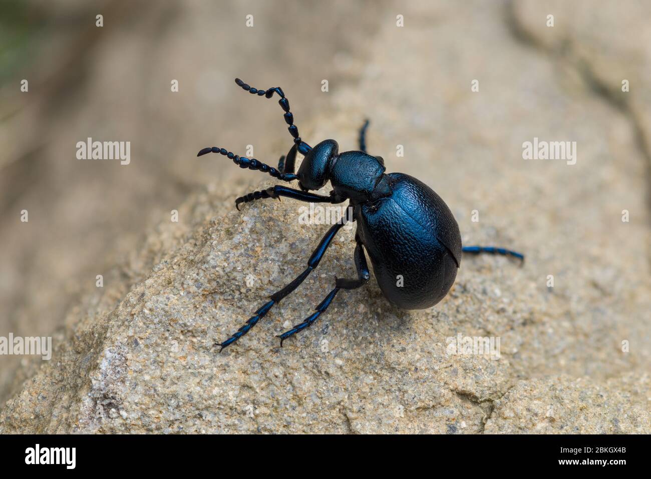 Veilchen Öl Käfer (Meloe violaceus), Peak District National Park, Großbritannien Stockfoto