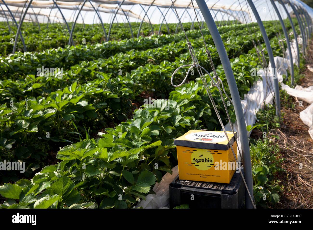 Anbau von Erdbeeren in einem Folientunnel bei Bergheim, Schachtel mit Hummeln zur Bestäubung, Nordrhein-Westfalen, Deutschland. Erdbeeren anbau Stockfoto