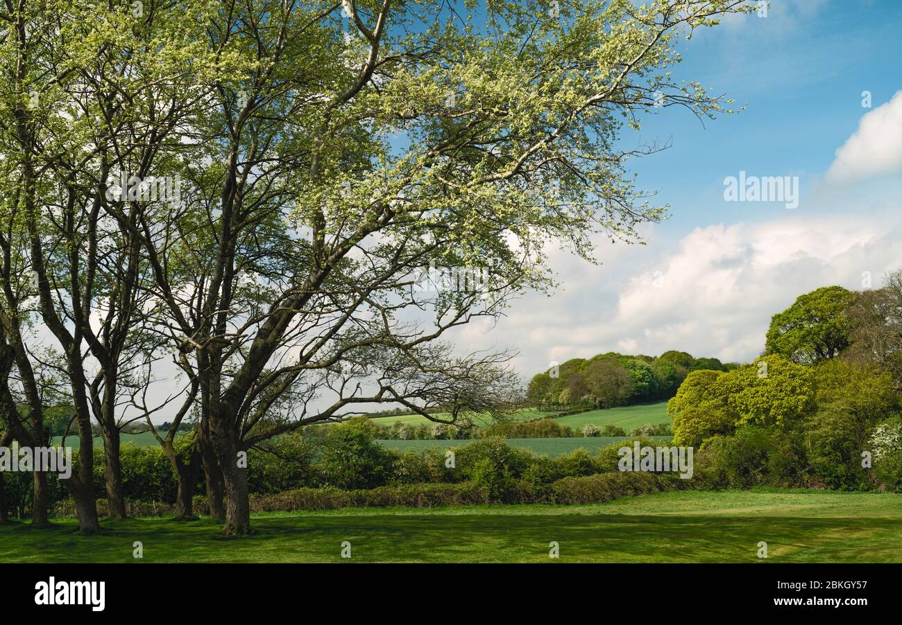 Landschaft mit Feldern, Bäumen, Sträuchern und wolkig blauen Himmel im Frühjahr, wie über die Westwood Weide. Beverley, Großbritannien. Stockfoto