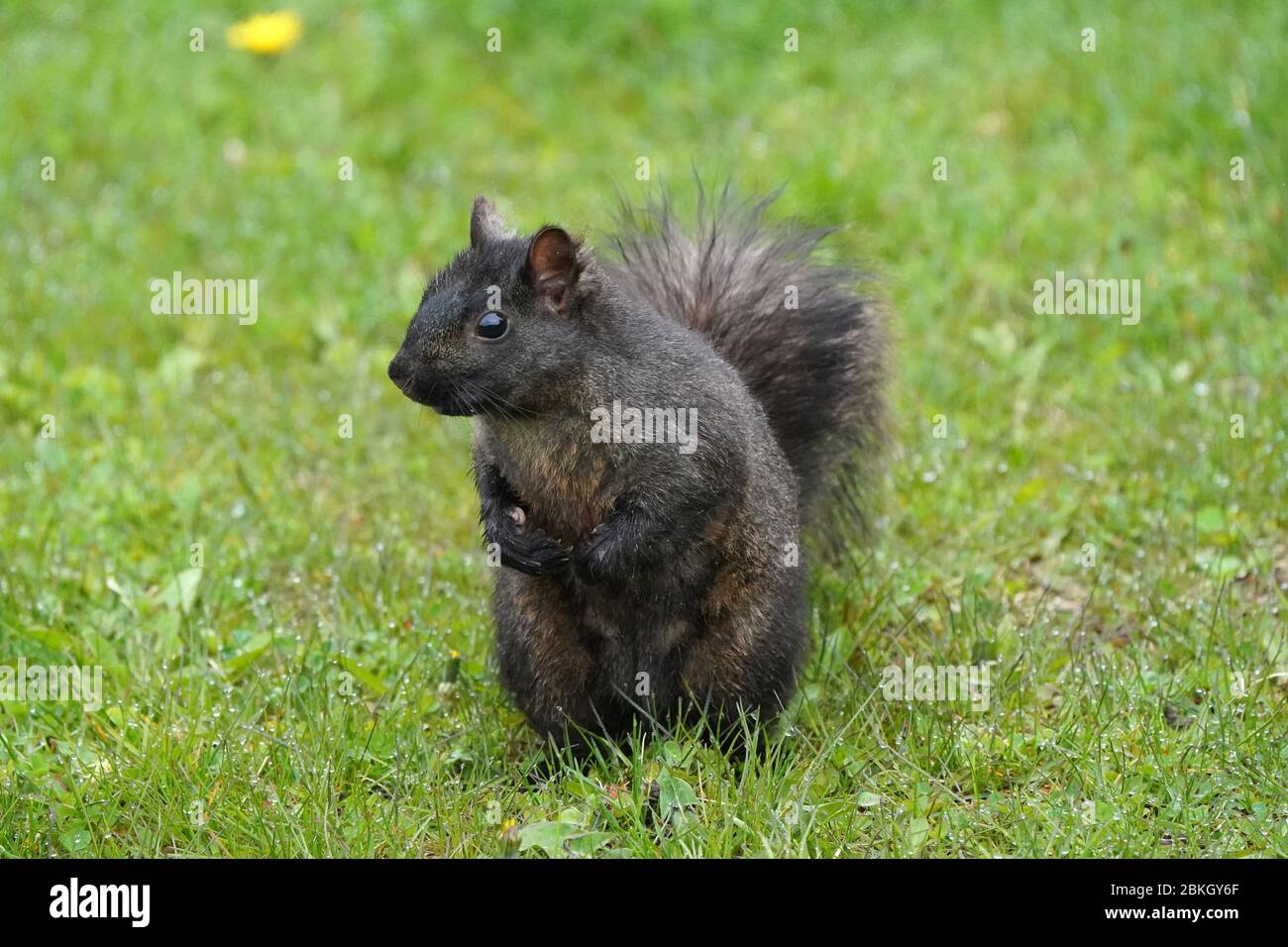 Schwarzes Eichhörnchen auf Hinterbeinen Stockfoto
