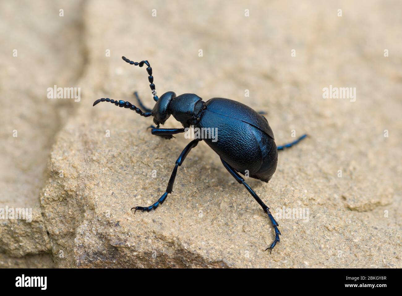 Veilchen Öl Käfer (Meloe violaceus), Peak District National Park, Großbritannien Stockfoto