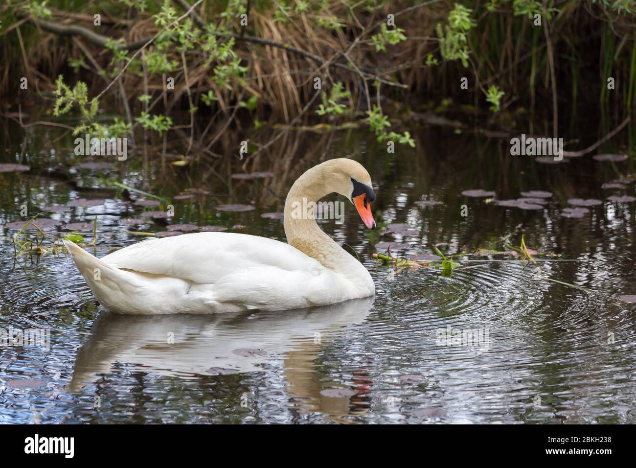Vogelfamilie anatidae Fotos und Bildmaterial in hoher Auflösung Alamy