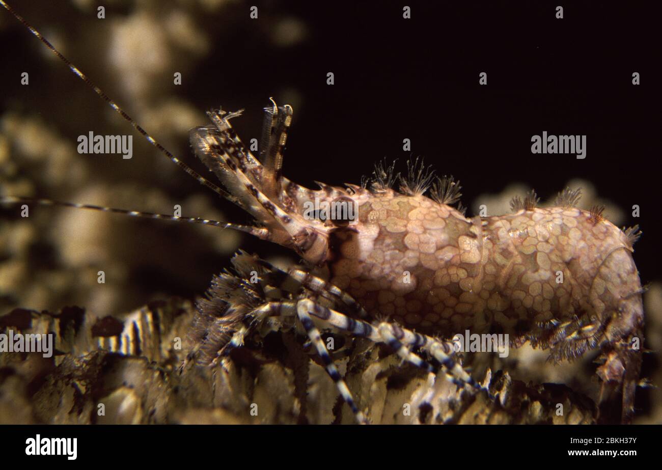 Gemeine marmorierte Garnelen, Saron marmoratus Stockfoto