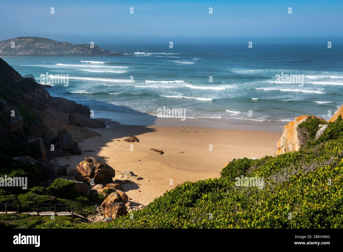 Südafrika, Westkap, Plettenberg Bay, Robberg Nature Reserve, The Gap, Seevögel an kleinen einsamen Strand an der Nordküste Stockfoto