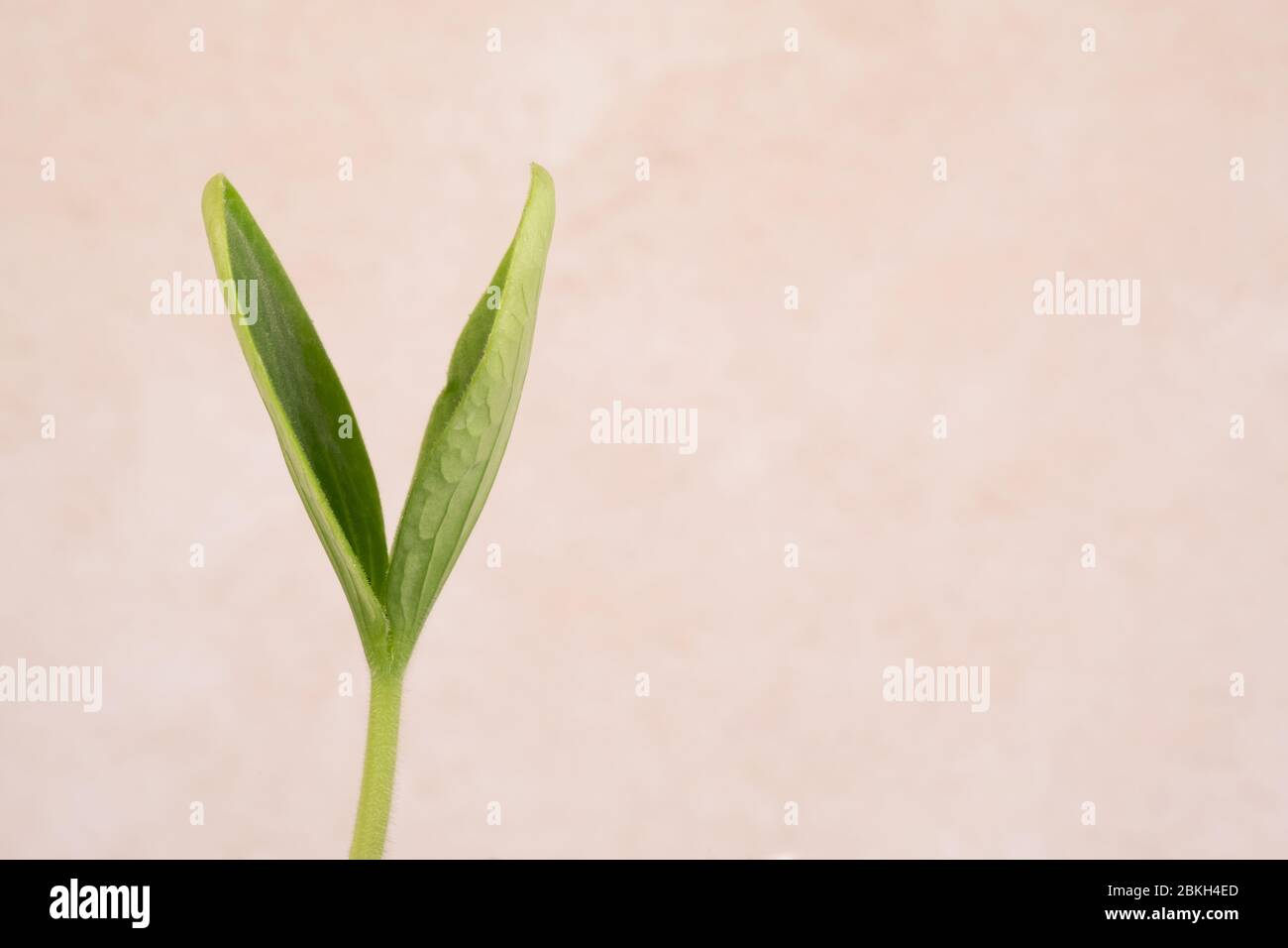 Nahaufnahme eines Zucchini-Pflanzenkeimlings auf einem hellen Hintergrund Stockfoto