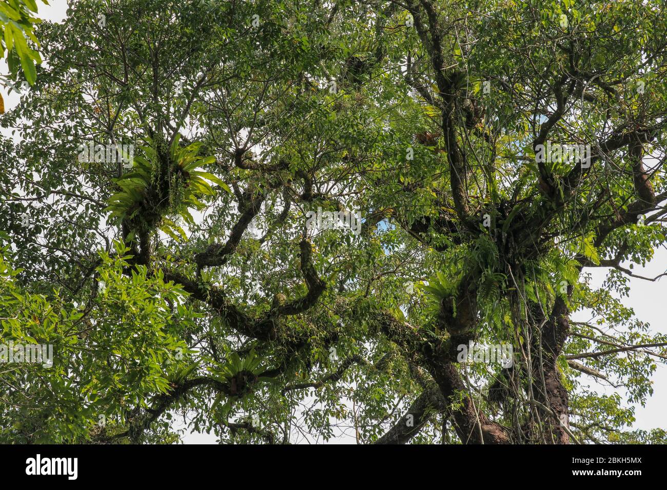 Asplium Nidus Parasiten an Ästen in der Krone eines riesigen tropischen Baumes. Grüne Blätter von Asplium nidus. Vogelnest Fern ist eine epiphytische Art Stockfoto