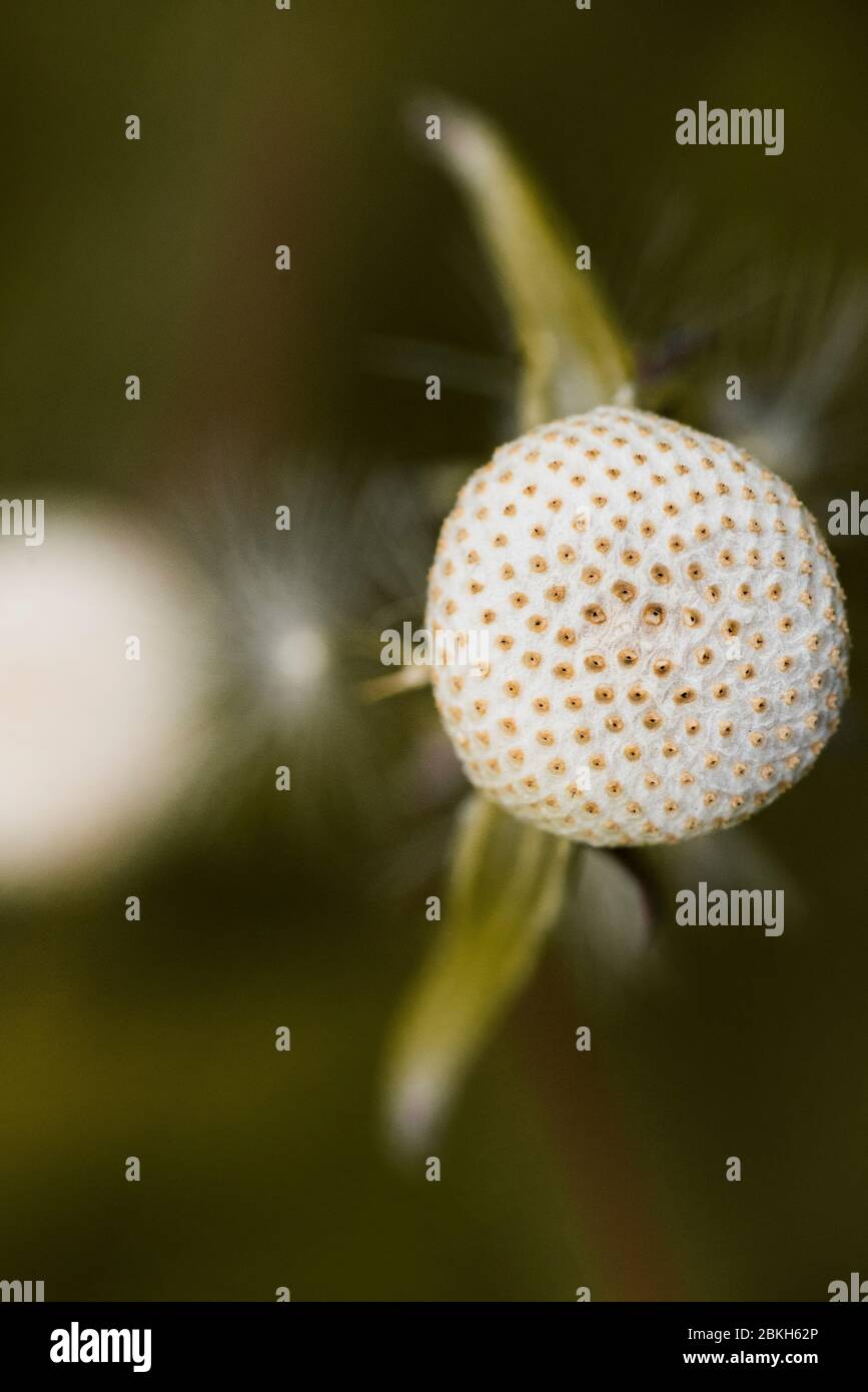 Löwenzahn-Samen-Leiter Stockfoto