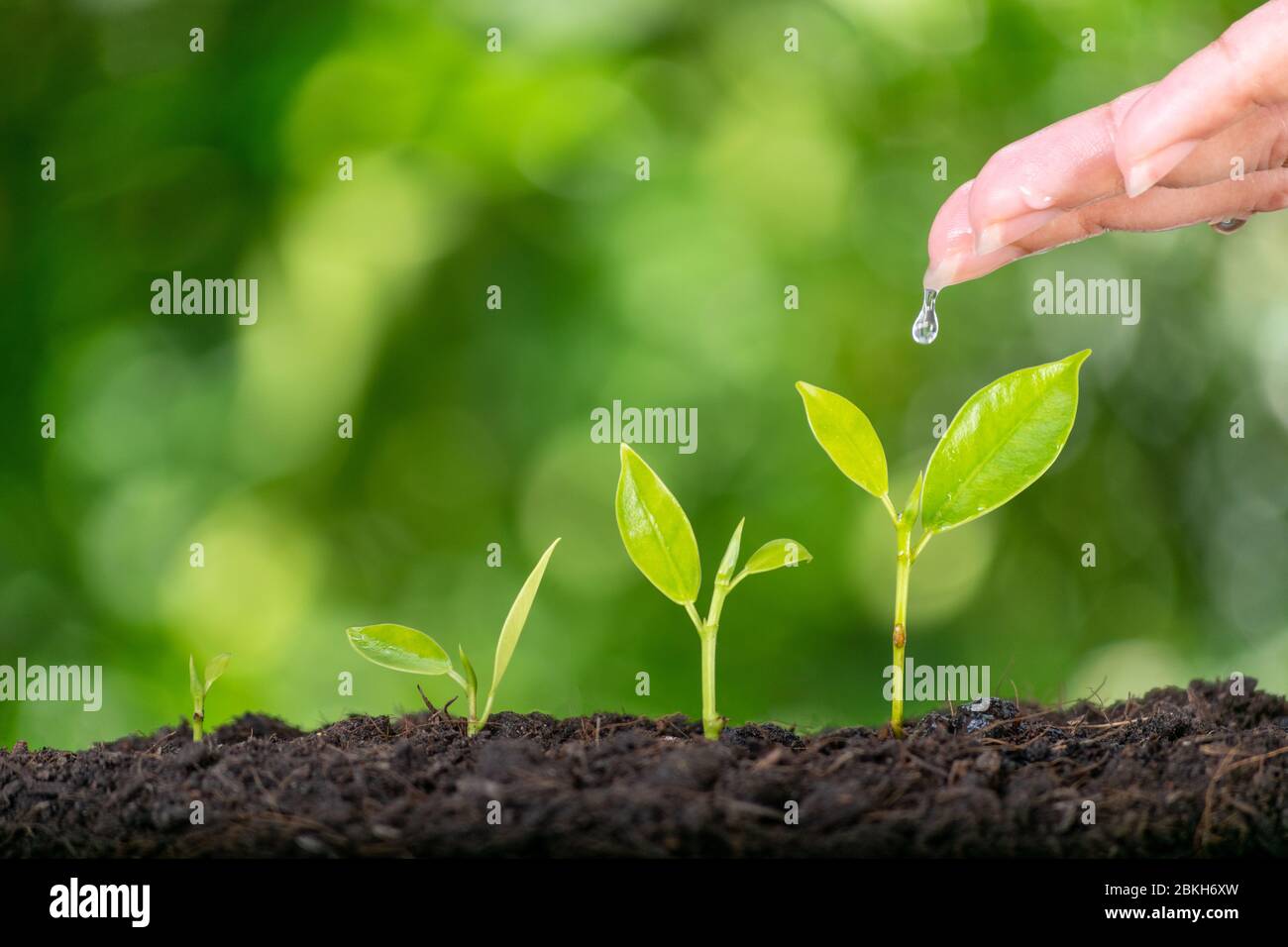 Frau Hände Pflanzen und gießen eine junge grüne Pflanze. Save the world, World Earth Day oder World Environment Day Concept mit Kopierfläche für Werbetreibende Stockfoto