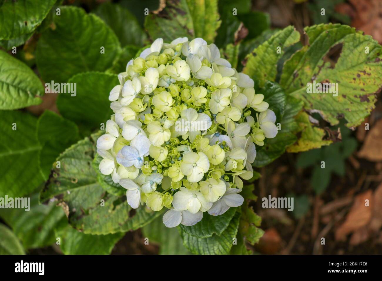 Hortensia macrophylla schöner Busch von Hortensien Blumen im Garten