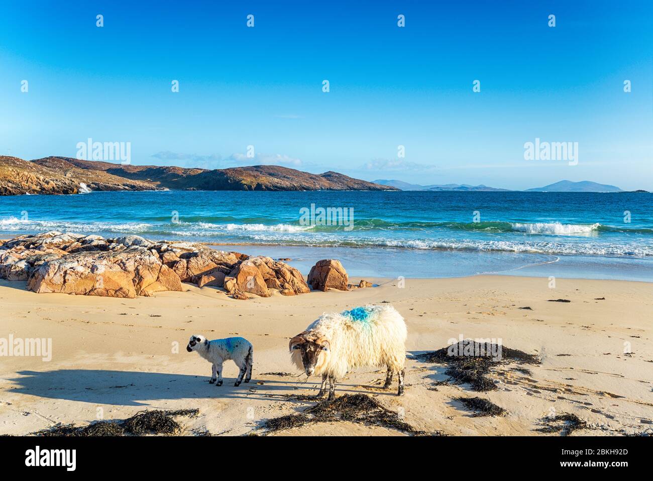 Schafe am Sandstrand von Hushinish auf der Isle of Harris in den Äußeren Hebriden von Schottland Stockfoto