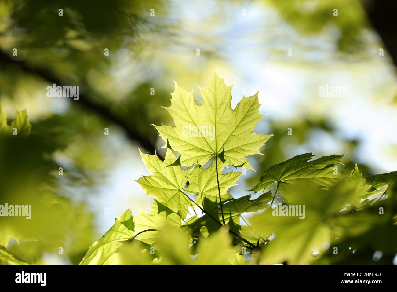 Frühling Ahornblätter im Wald Stockfoto