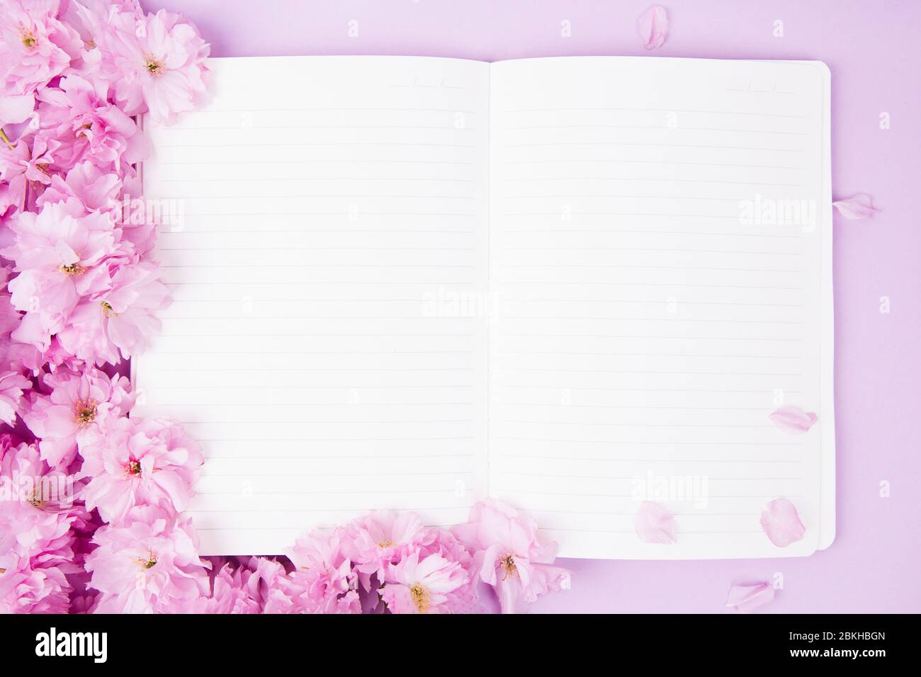 Draufsicht offenes Notizbuch mit schönen Sakura Blumen auf rosa Hintergrund Stockfoto