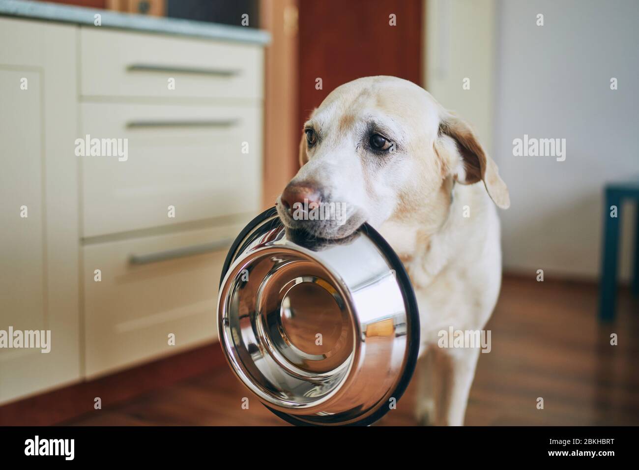 Hungriger Hund mit traurigen Augen wartet auf die Fütterung in der Hausküche. Der niedliche Labrador Retriever hält Hundeschüssel im Mund. Stockfoto