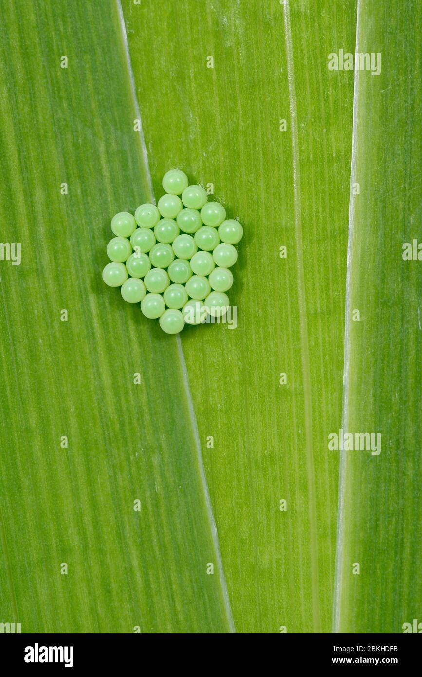 Gelber grüner Schildbug - Palomena prasina 28 neu gelegte Eier Stockfoto