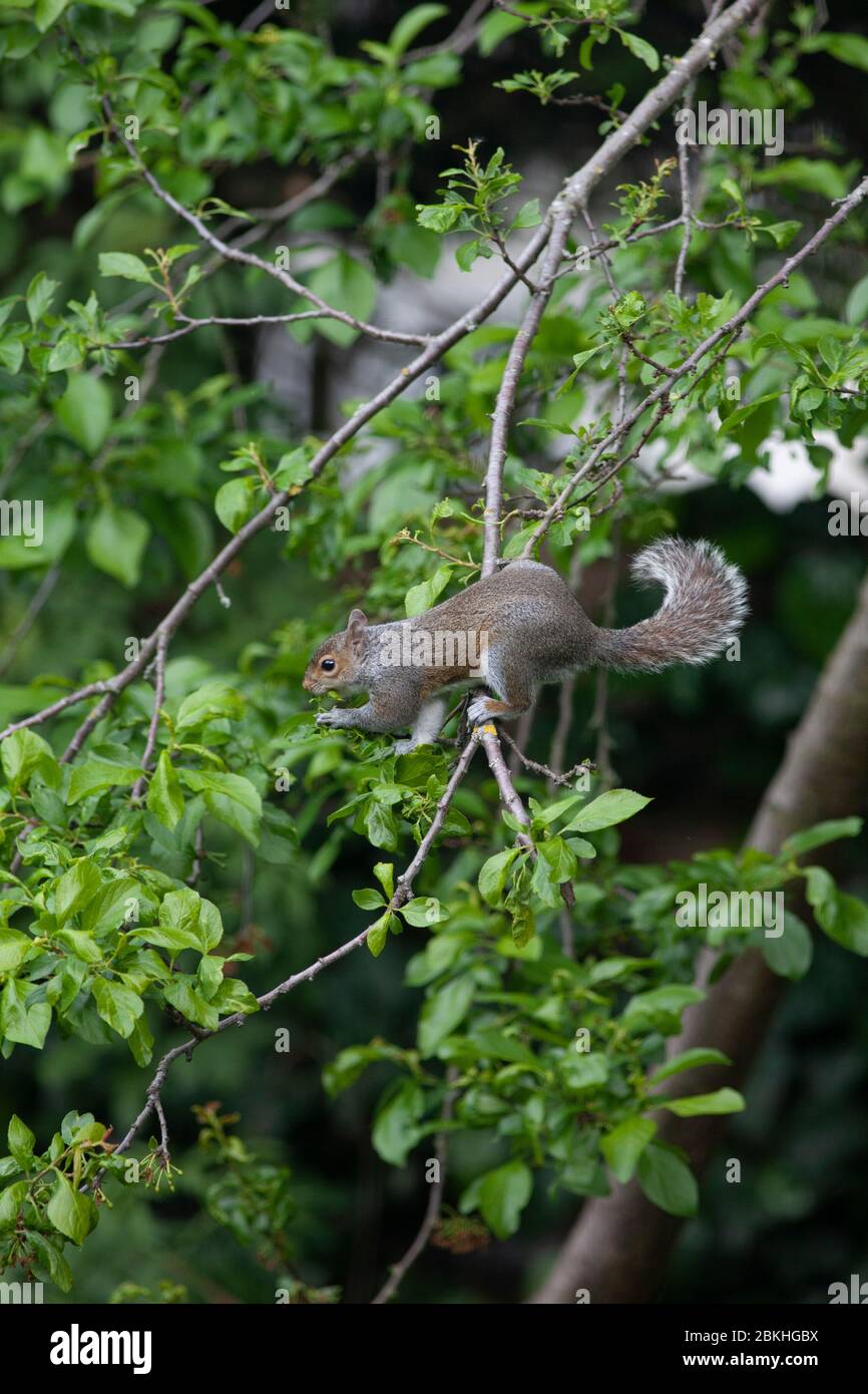 London, Großbritannien, 4. Mai 2020: Ein Eichhörnchen klettert und hängt von Ästen in einem Pflaumenbaum in einem südlichen Lnodongarten. Es ist die winzigen Nuben zu essen, die sonst zu Pflaumen wachsen würden, und erklärt, warum der Fotograf nie irgendwelche Früchte bekommt. Anna Watson/Alamy Live News Stockfoto