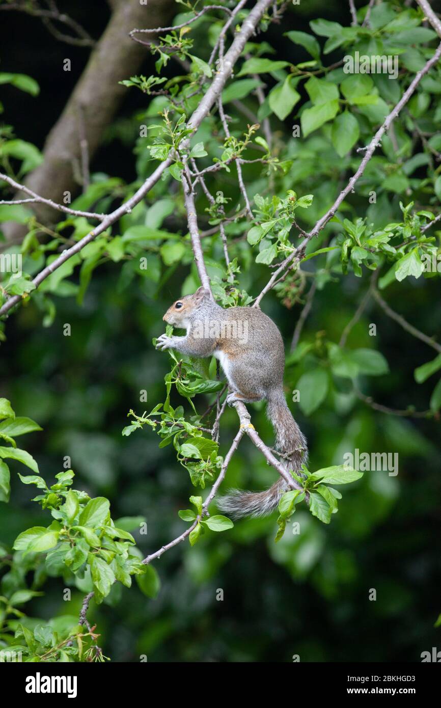 London, Großbritannien, 4. Mai 2020: Ein Eichhörnchen klettert und hängt von Ästen in einem Pflaumenbaum in einem südlichen Lnodongarten. Es ist die winzigen Nuben zu essen, die sonst zu Pflaumen wachsen würden, und erklärt, warum der Fotograf nie irgendwelche Früchte bekommt. Anna Watson/Alamy Live News Stockfoto