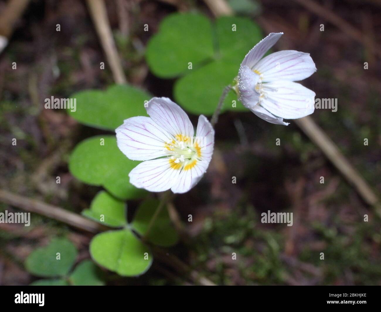 Nahaufnahme von Oxalis acetosella (Holzsaurel oder gewöhnlicher Holzsaurel), einer rhizomatösen blühenden Pflanze aus der Familie Oxalidaceae, die in den meisten Ländern Europas verbreitet ist Stockfoto