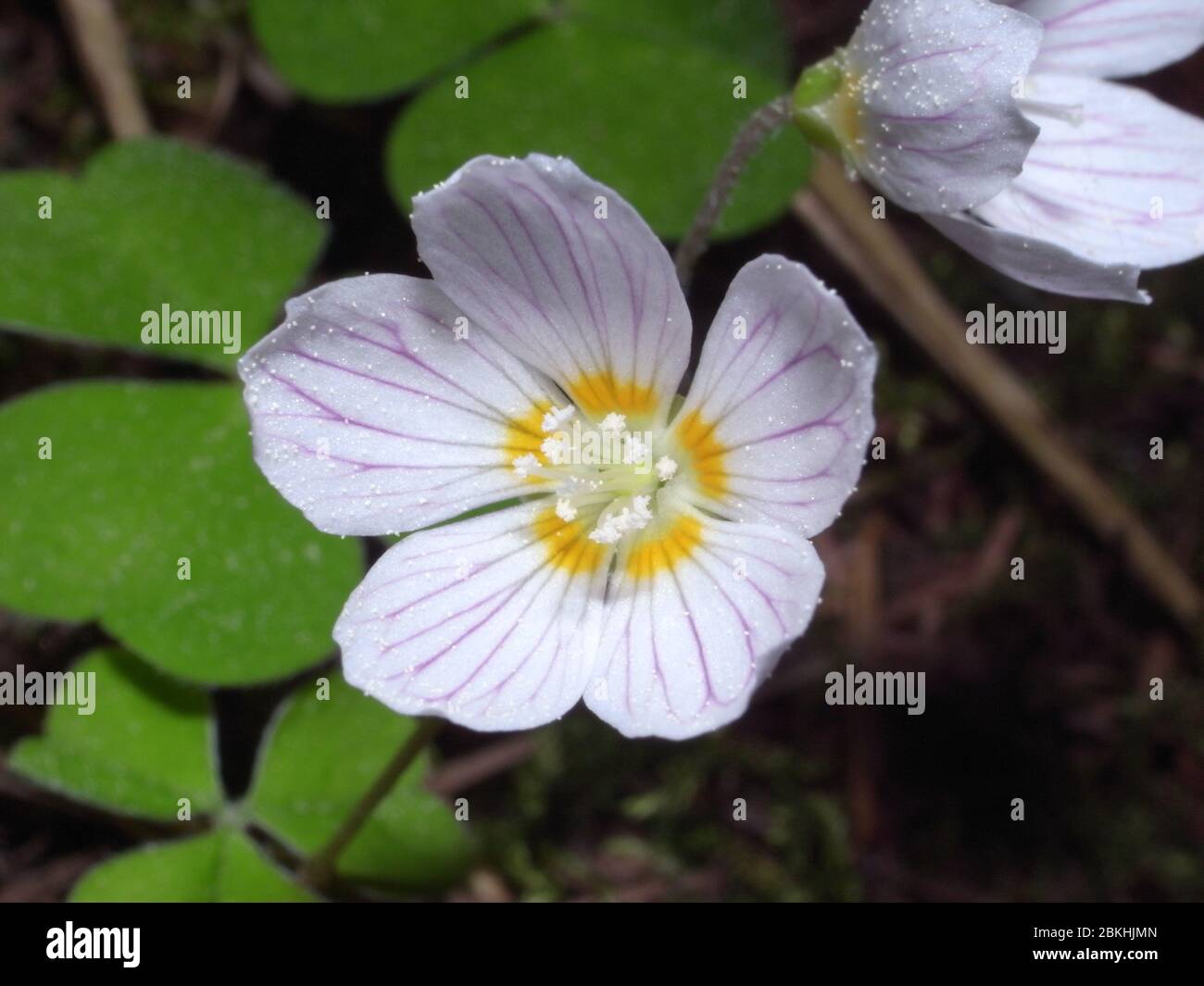 Nahaufnahme von Oxalis acetosella (Holzsaurel oder gewöhnlicher Holzsaurel), einer rhizomatösen blühenden Pflanze aus der Familie Oxalidaceae, die in den meisten Ländern Europas verbreitet ist Stockfoto