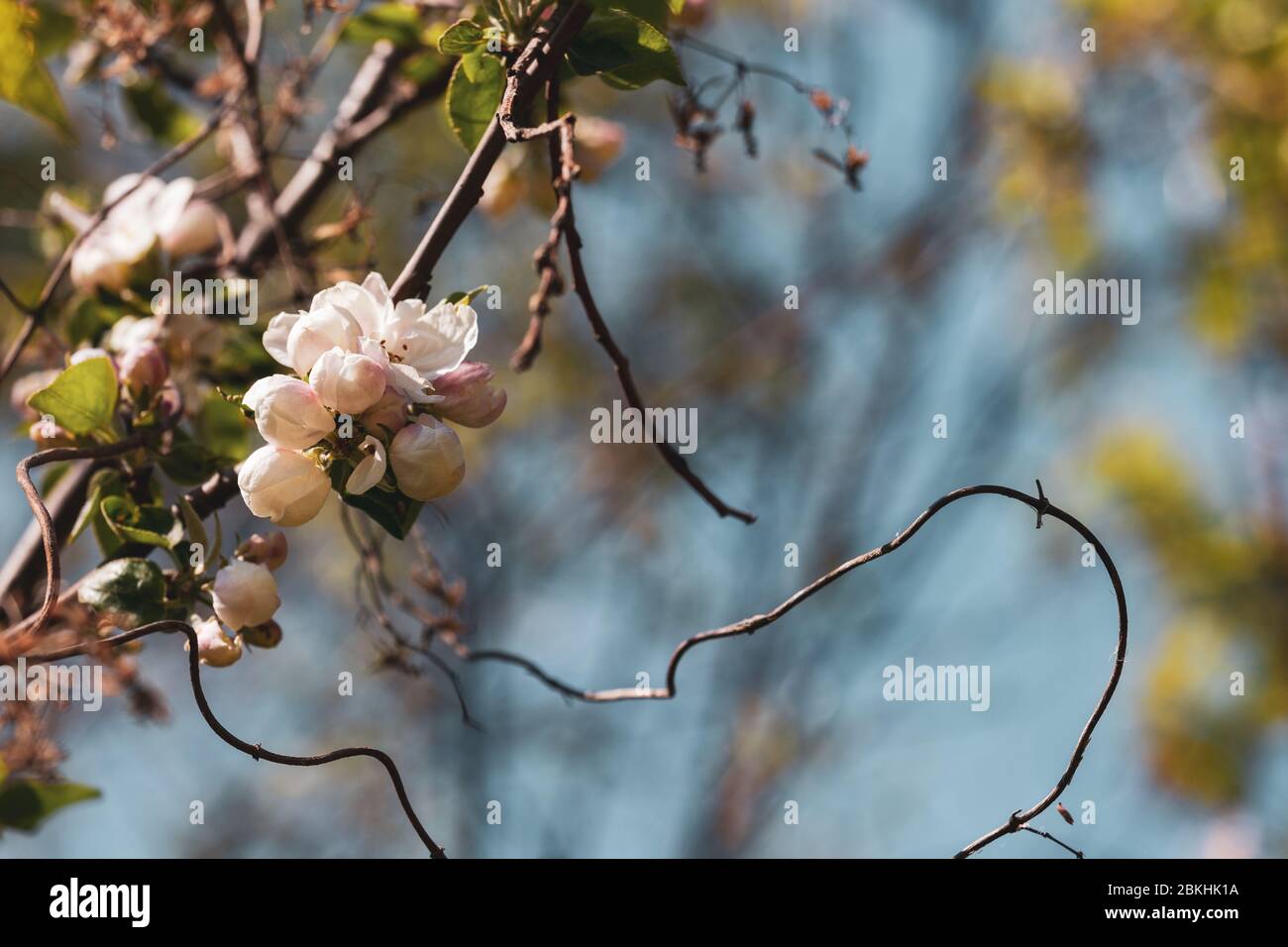 Ungeöffnete Knospen auf einem Apfelbaum, selektiver Fokus. Stockfoto