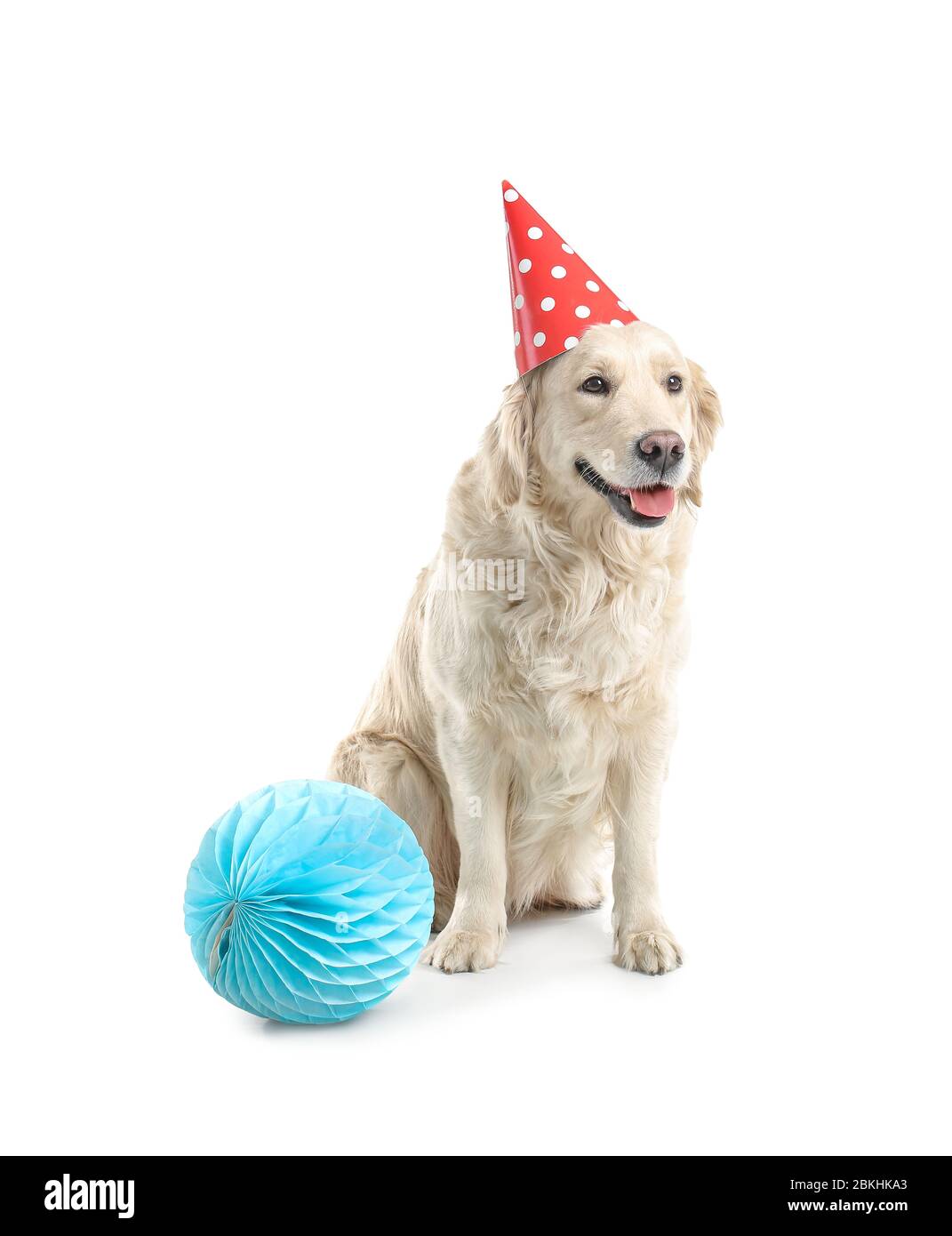 hund im partyhut stockfotos und bilder kaufen alamy