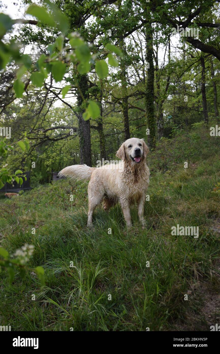 Hund Stockfoto