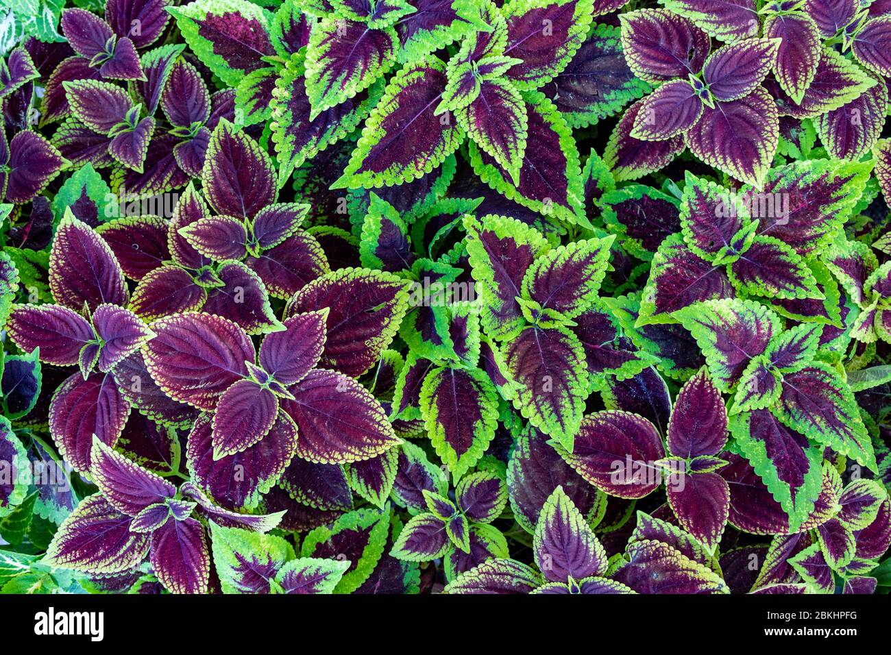 Grüne und violette Blätter Coleus aka Painted Nettle. Lebendige, gesättigte Hintergrundblätter mit angehenden Blättern zeigen weiche Textur und definierte Kanten. Stockfoto