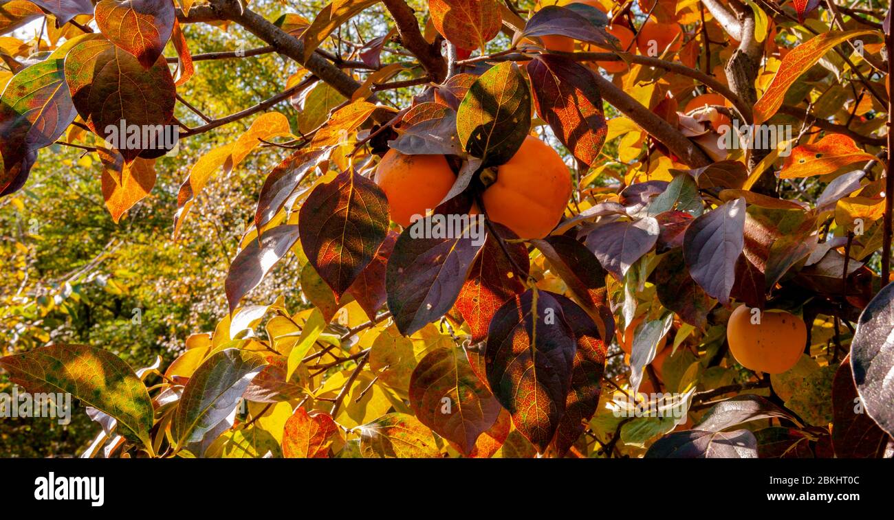 Persimmonbaum mit reifen Früchten, beleuchtet vom Licht der Herbstmorgen Sonne. Kaki Pflaumenbaum. Stockfoto
