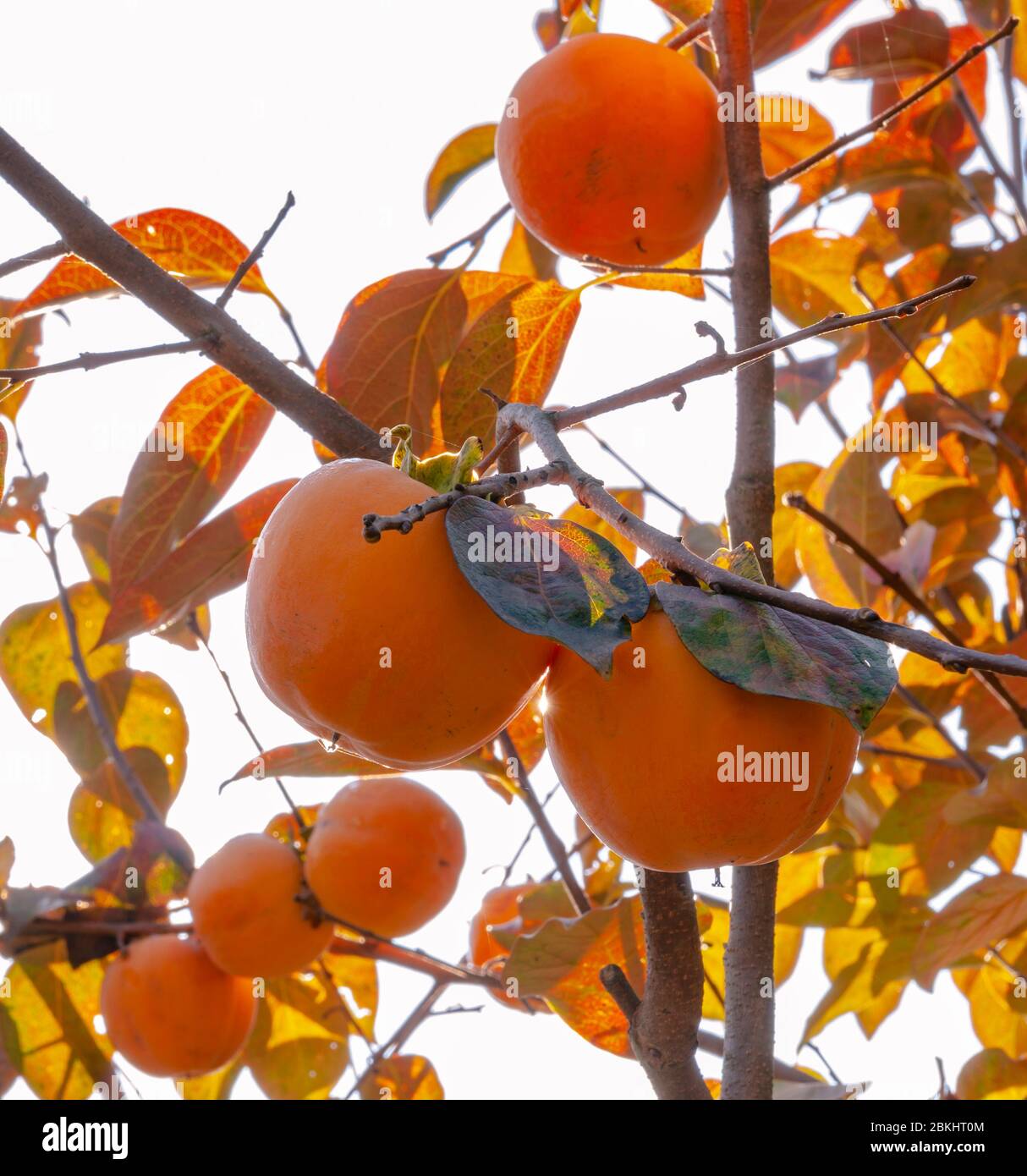 Persimmonbaum mit reifen Früchten, beleuchtet vom Licht der Herbstmorgen Sonne. Kaki Pflaumenbaum. Stockfoto