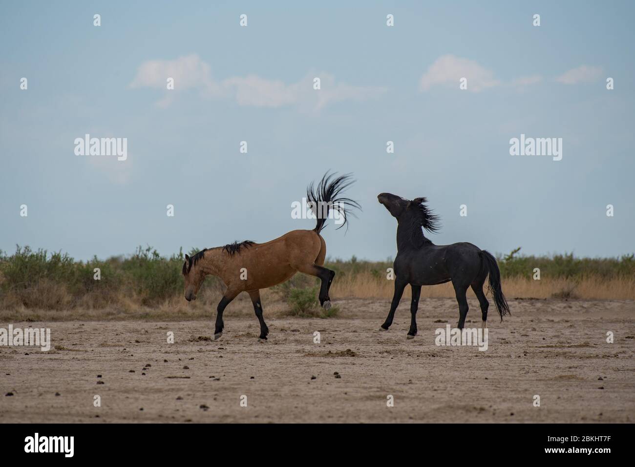 Wilde Mustangs kämpfen um Territorium und das Recht, sich zu paaren. Diese Mustangs sind Teil der Onaqui Mountain Herde in West-Utah, USA. Stockfoto