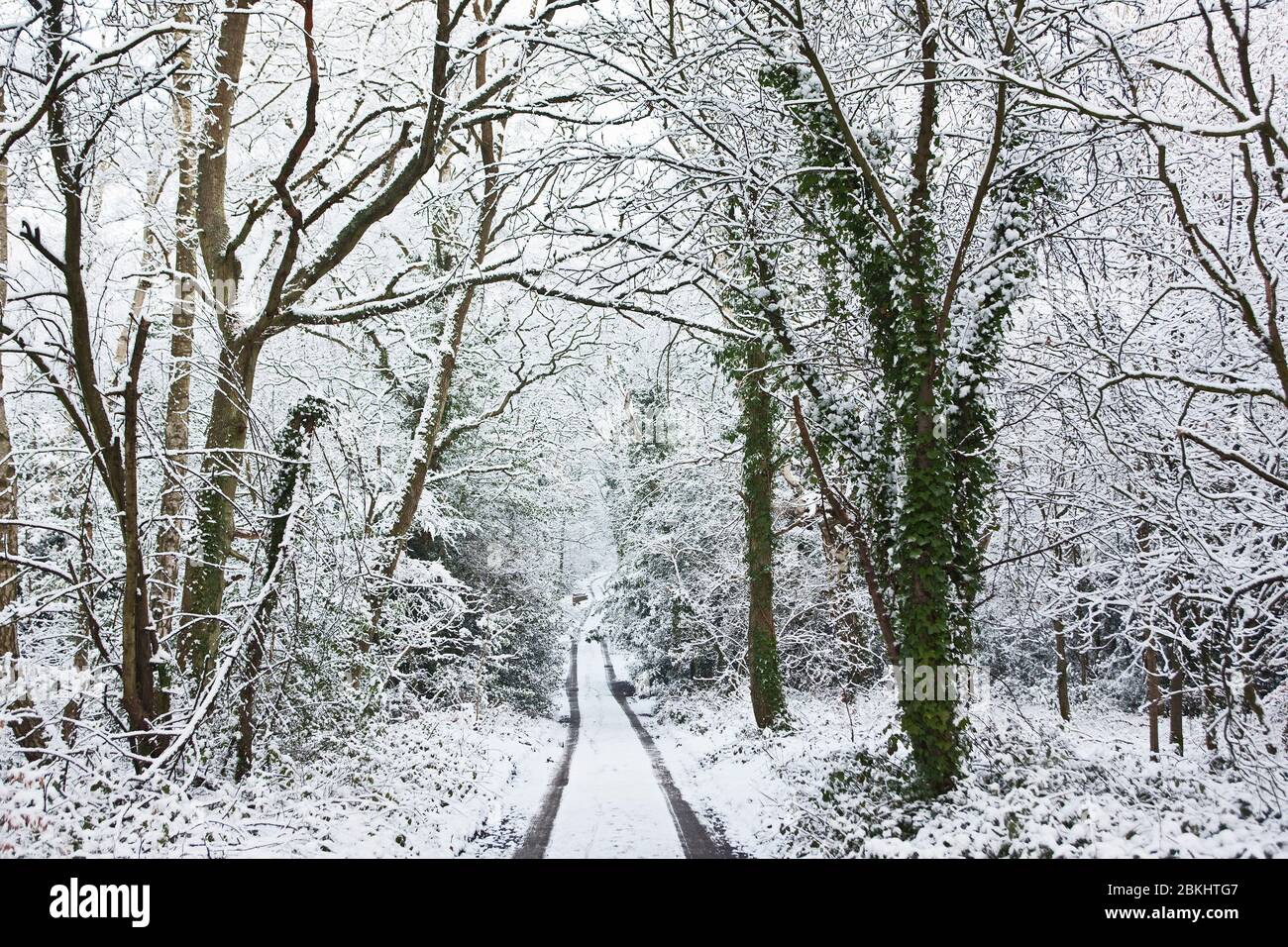 Weg durch den Wald im Winter Stockfoto