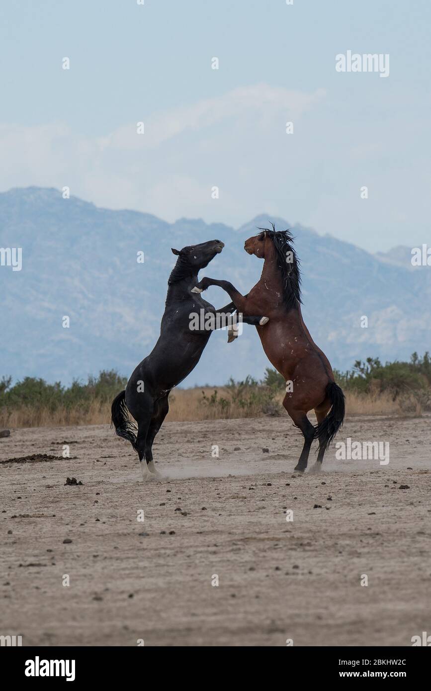 Wilde Mustangs kämpfen um Territorium und das Recht, sich zu paaren. Diese Mustangs sind Teil der Onaqui Mountain Herde in West-Utah, USA. Stockfoto