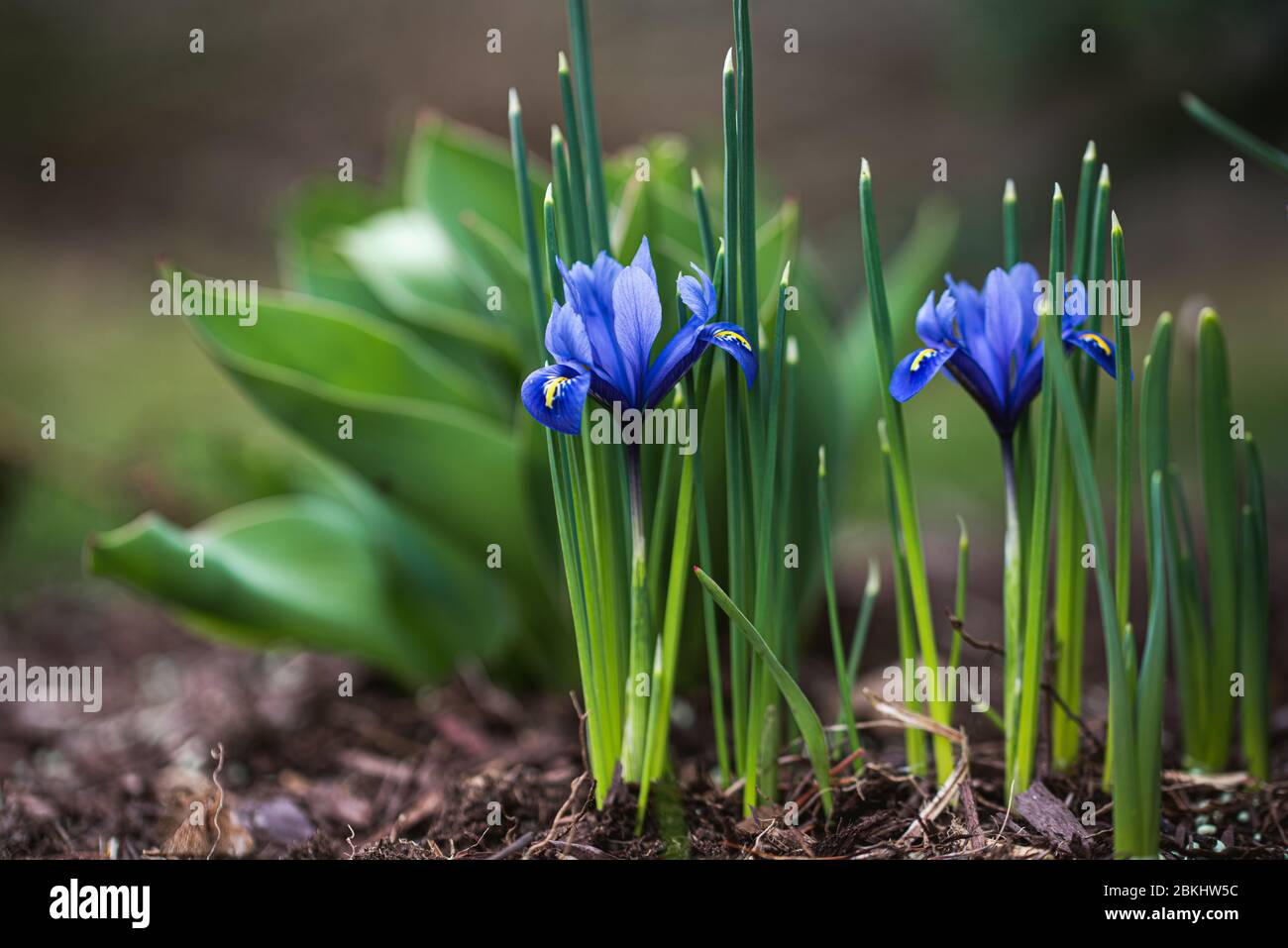 Nahaufnahme von Miniatur-Irisblüten im Garten an einem Frühlingstag. Stockfoto