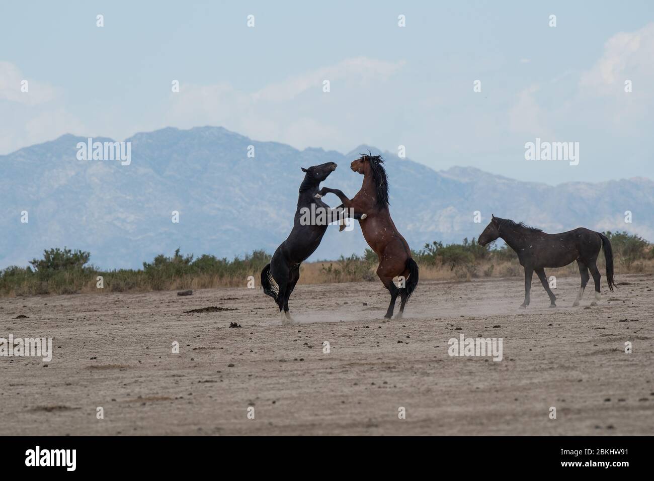 Wilde Mustangs kämpfen um Territorium und das Recht, sich zu paaren. Diese Mustangs sind Teil der Onaqui Mountain Herde in West-Utah, USA. Stockfoto