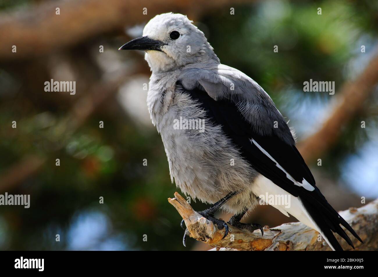 Clarks Nussknacker auf einem Glied Stockfoto