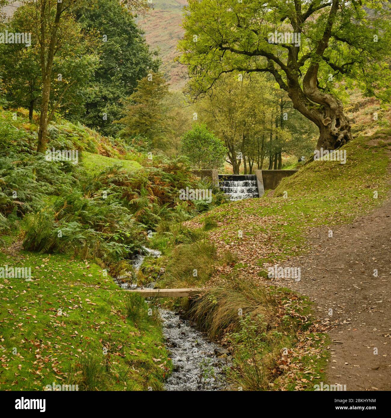 Bach führt durch herbstliches Tal, um neben knorrigen alten Baum in der Nähe von Carding Mill Valley Reservoir in Shropshire zu weiren Stockfoto