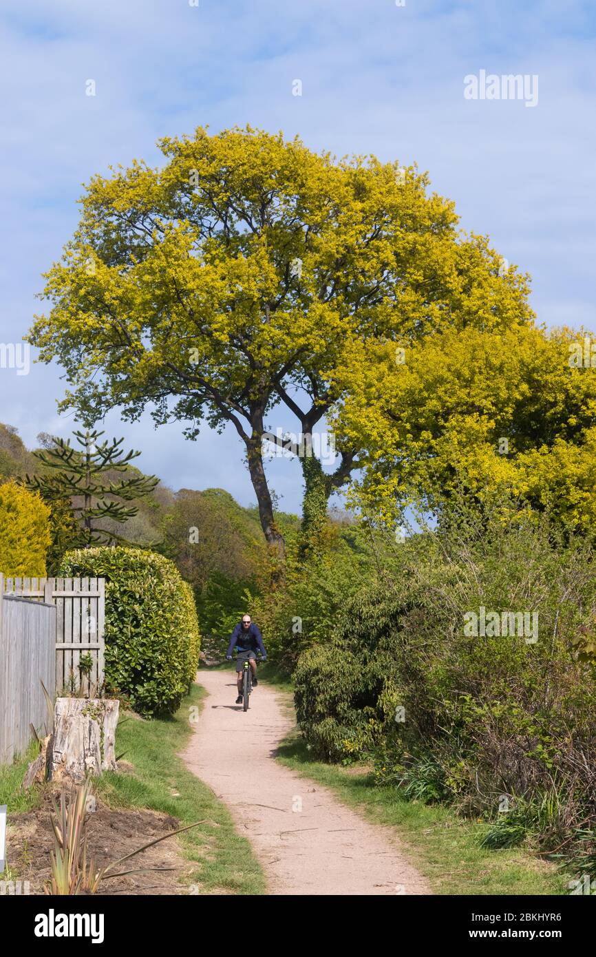 Ein Radfahrer auf dem Fife Coastal Path in Dalgety Bay, Fife, Schottland Stockfoto